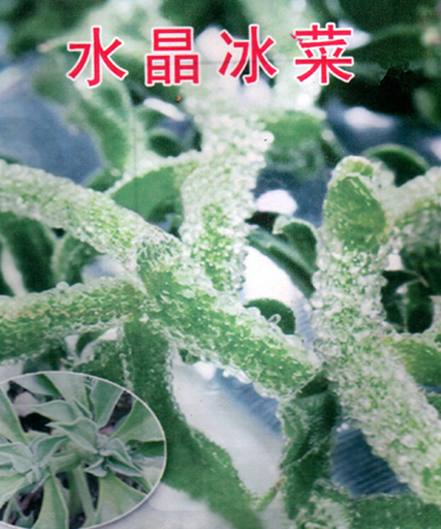 水晶冰菜